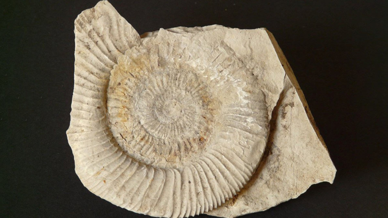 При строительстве канализации в Новой Зеландии обнаружены 10 новых видов ископаемых