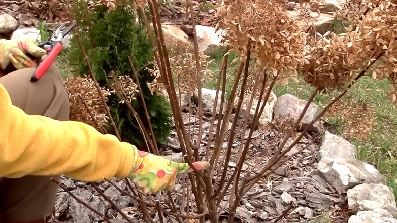 Агроном рассказала, как проводить осеннюю обрезку метельчатой гортензии