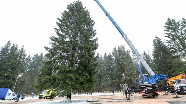 Главную новогоднюю елку страны спилят в Подмосковье 11 декабря