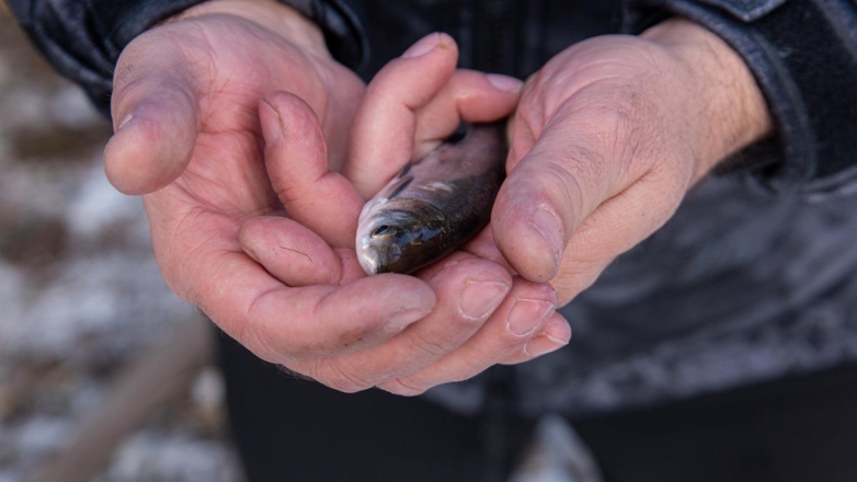 ЧЦЗ выпустил в озеро Смолино 60 тысяч мальков