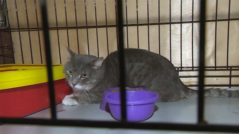 Три кота из Петербурга вошли в рейтинг скандально популярных в России