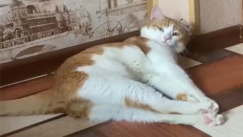 Предварительной причиной смерти кота Твикса назвали укус и обморожение