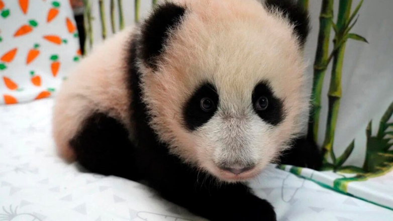 Детеныша больших панд Жуи и Диндин из Московского зоопарка назвали Катюшей