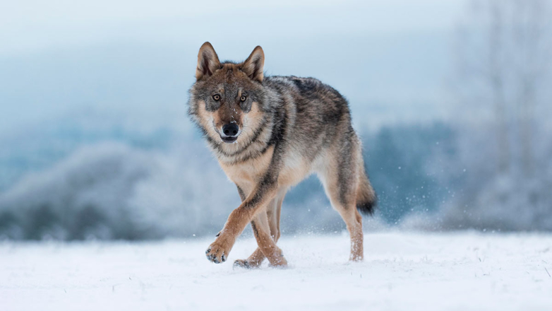 Волк напал на людей в Курганской области