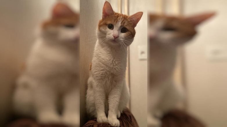 Транспортная прокуратура проверит инцидент с выброшенным из поезда котом