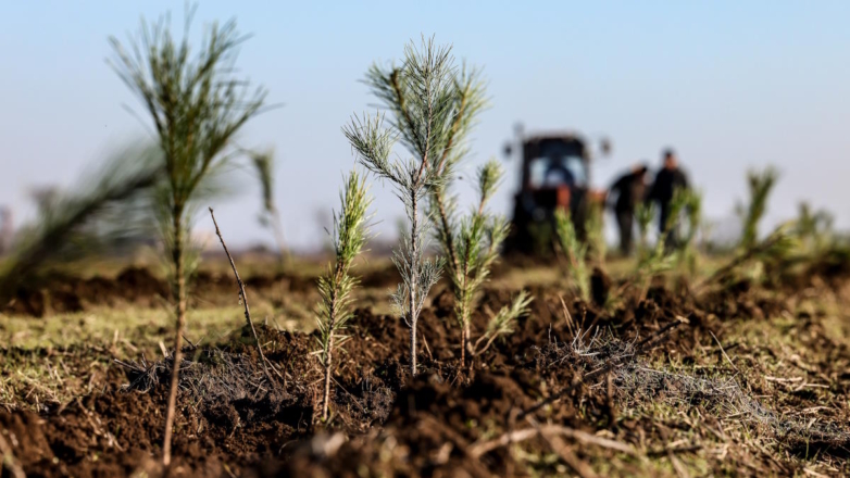 Абрамченко: в России впервые восстанавливается больше леса, чем погибает