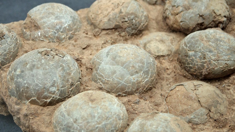 Камень поклонения индусов оказался яйцом динозавра