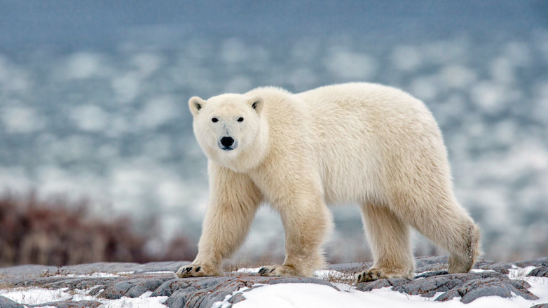 Какой сегодня праздник: 27 февраля – День белого медведя