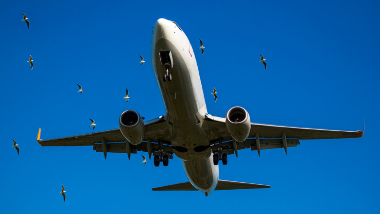 В Росавиации сообщили о росте числа инцидентов с самолетами из-за птиц