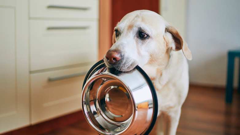 Миски для питомцев: насколько часто их нужно мыть и что там водится