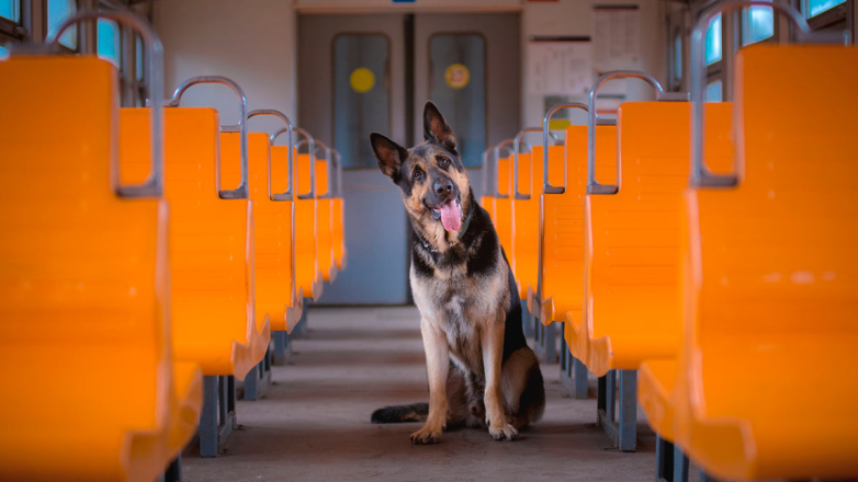 В РЖД допустили введение запрета на высадку из электричек животных без хозяина