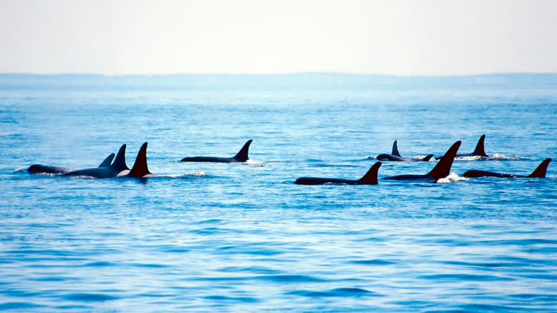 Чиновник допустил, что косатки спаслись из ледяного плена у побережья Японии
