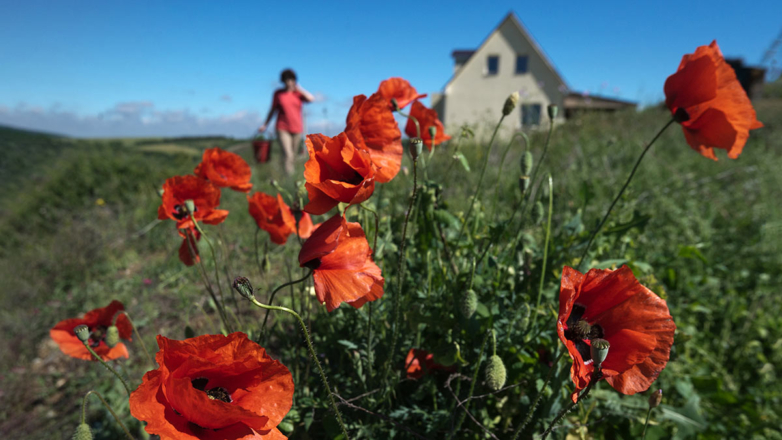 Запретные цветы: выращивание каких растений грозит судебным преследованием