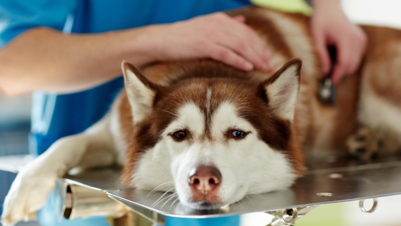 Дирофиляриоз: что это и чем он опасен для людей и животных