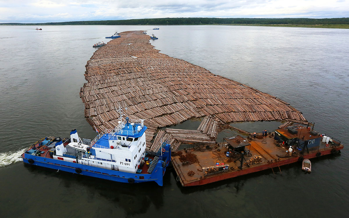Лиственницу и сосну готовят к сплаву по Енисею до Заполярья