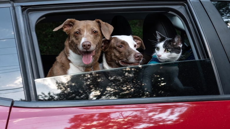 Как перевезти на дачу кошку или собаку и какие опасности там их могут подстерегать: рекомендации ветеринаров