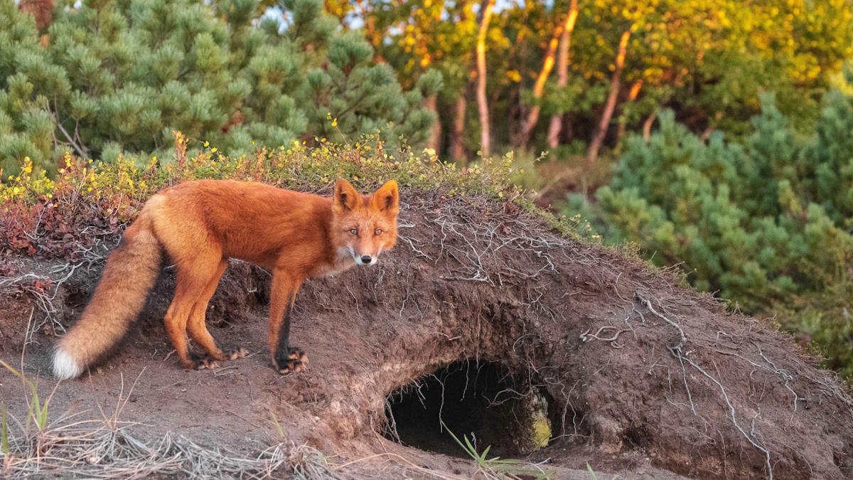 Кадр из фильма "Огненный лис"
