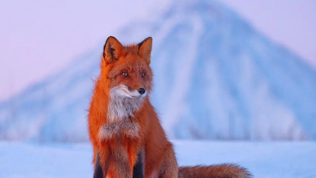 Кадр из фильма "Огненный лис"