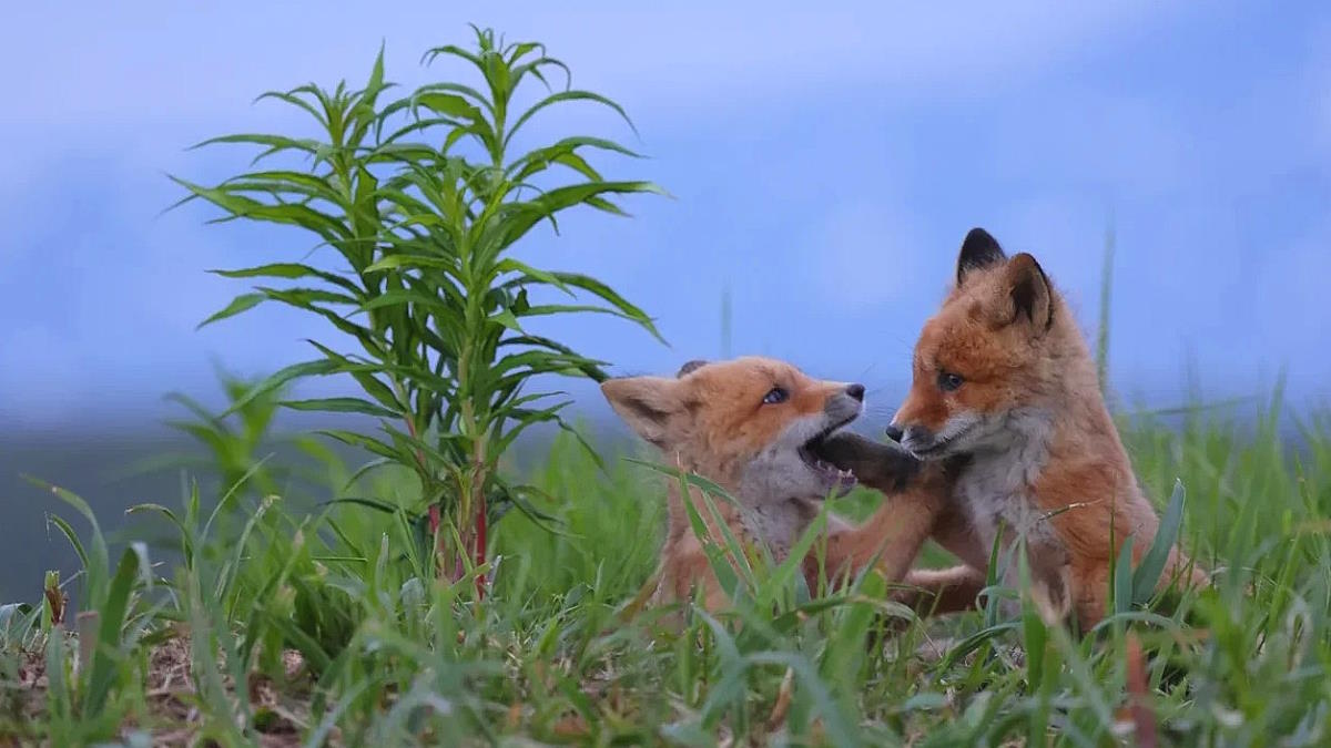 Кадр из фильма "Огненный лис"