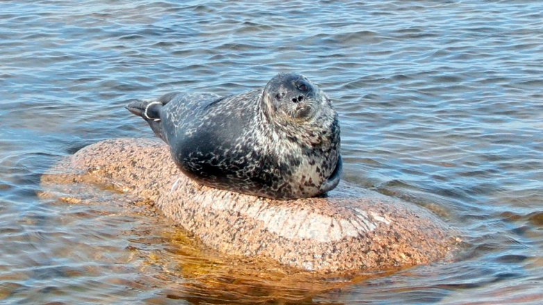Ученые при поддержке АО "Ростерминалуголь" отправились к местам обитания балтийской кольчатой нерпы в Финском заливе