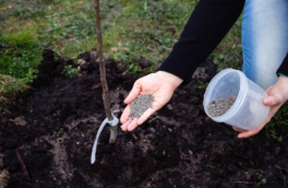 Для крупного и сладкого урожая: чем подкормить яблоню в мае