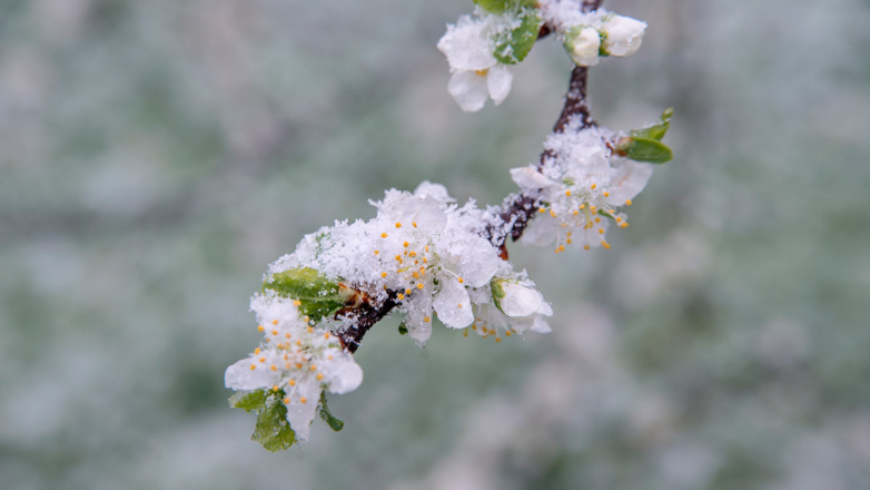 Прогноз погоды на следующую неделю: аномальное похолодание и заморозки придут в Москву