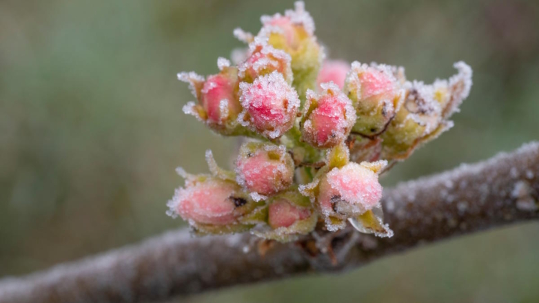Минсельхоз России планирует ввести федеральный режим ЧС из-за заморозков