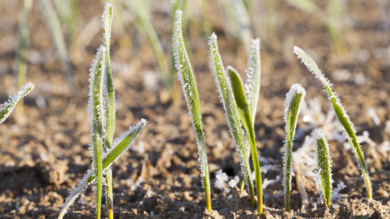 Эксперты рассказали, как майские заморозки могут повлиять на урожай в 2024 году