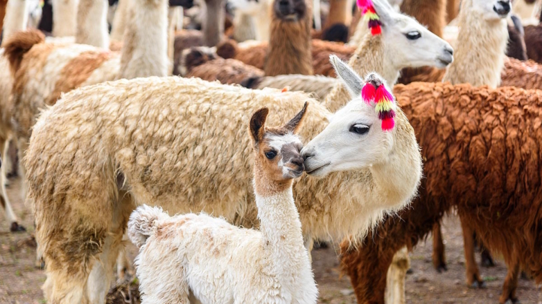 В Госдуме призвали отказаться от импорта в РФ мяса ламы из Боливии