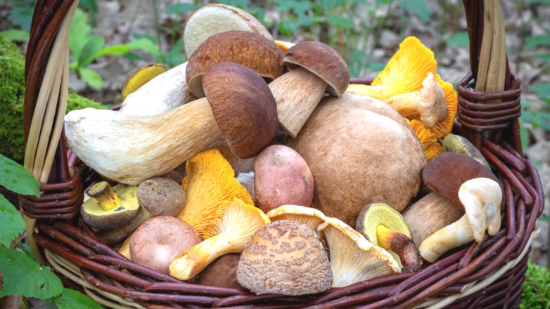 Когда съедобные грибы могут стать ядовитыми: как предотвратить отравление