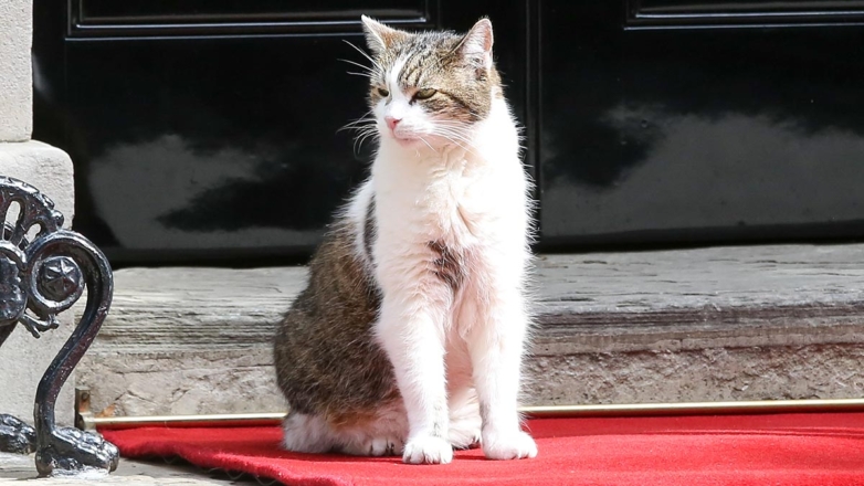 В Великобритании разработали план на случай смерти кота Ларри