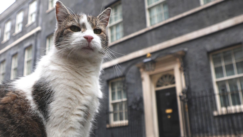 Кот Ларри с Даунинг-стрит оставил Сунаку "подарок" в ботинке