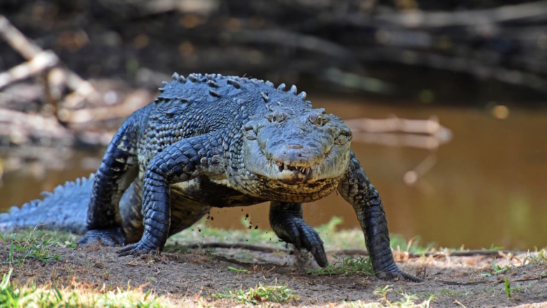 Сотни крокодилов вышли на улицы мексиканских городов