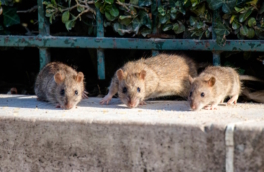 В Париже для борьбы с полчищами крыс расставили ловушки и закрыли выходы из канализации вблизи олимпийских объектов