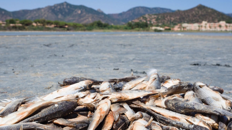 Десятки тонн мертвой рыбы накрыли туристический порт в Греции