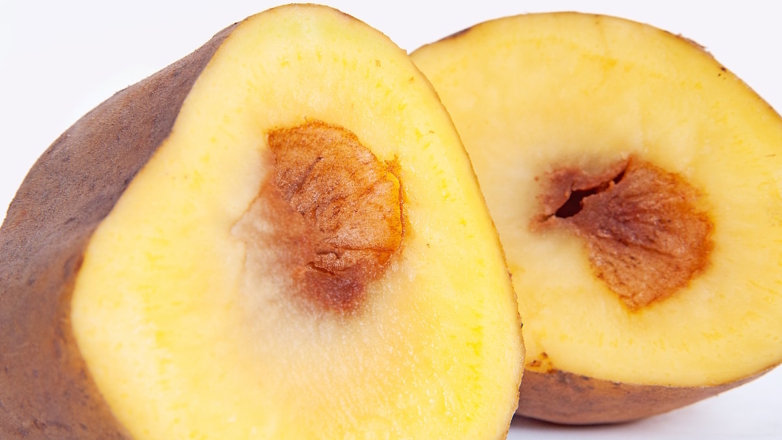 Почему картофель вырастает пустым внутри: причины и советы экспертов, как этого избежать