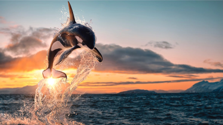 Ученые объяснили, зачем косатки таранят лодки