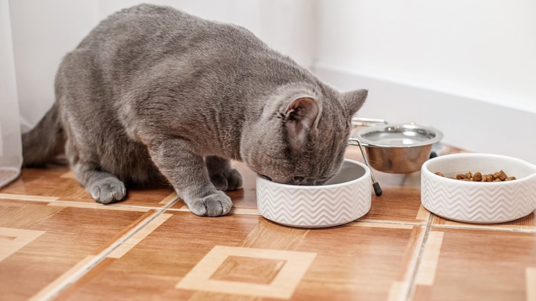 Как выбрать вашей кошке идеальную миску для воды: советы экспертов