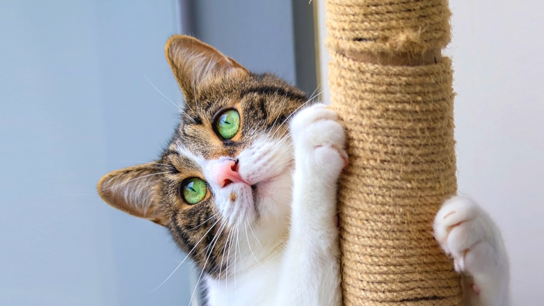 Терпение и позитивное подкрепление: секреты успешного приучения кошки к когтеточке