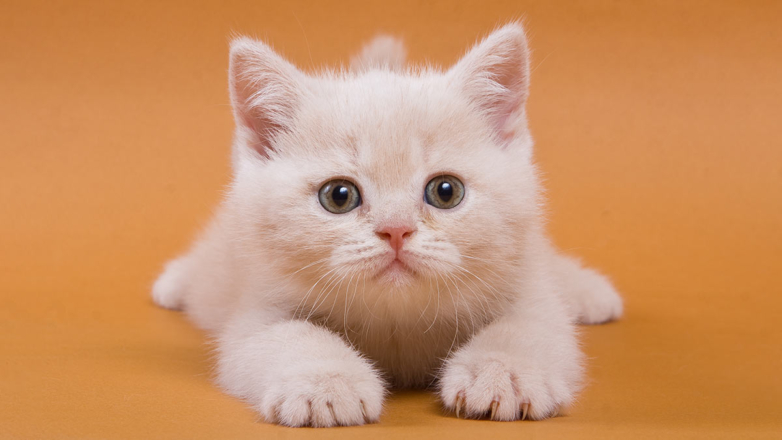 От выбора питания до правильной адаптации: как подготовиться к появлению котенка в доме