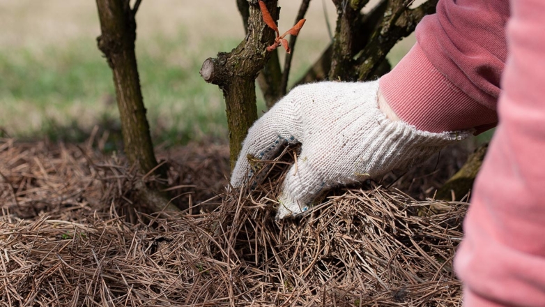 Как подготовить рододендроны и азалии к зиме: советы для пышного цветения в следующем году