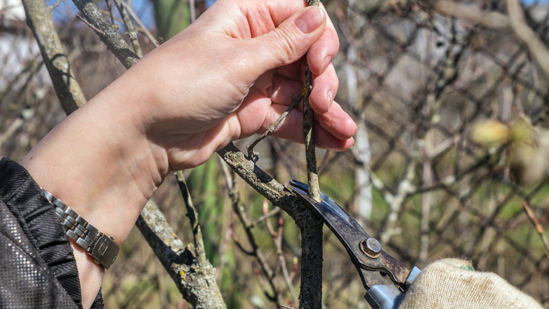 Надежно защитить черешню от вымерзания зимой помогут всего 5 простых приемов