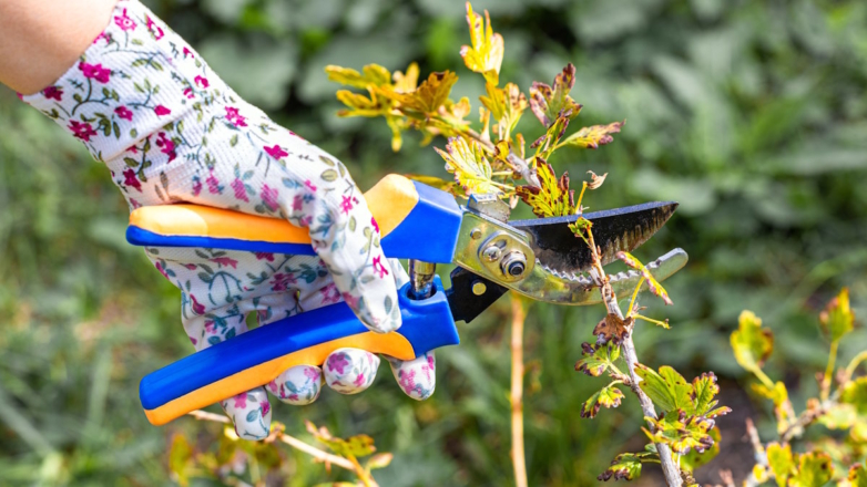 Для сладких и крупных ягод: как правильно обрезать крыжовник осенью