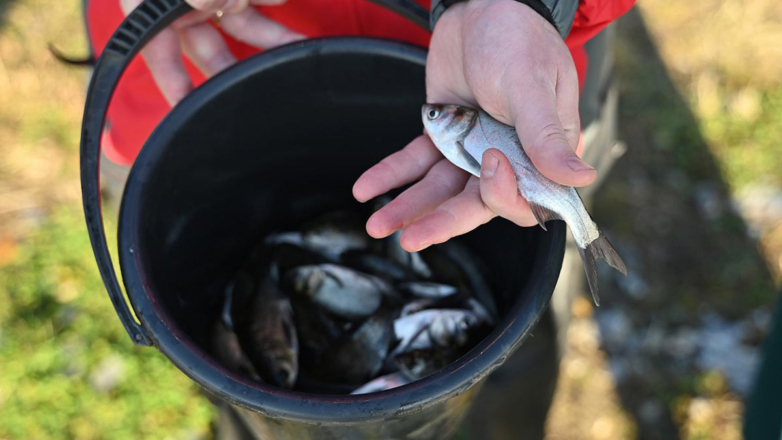ЧЦЗ провел зарыбление в озере Смолино