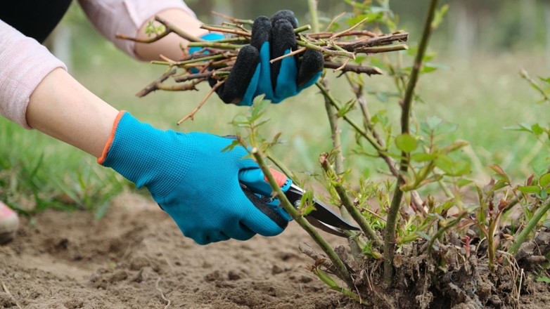 Уход за флоксами осенью: обрезка на зиму и чем она отличается от весенней