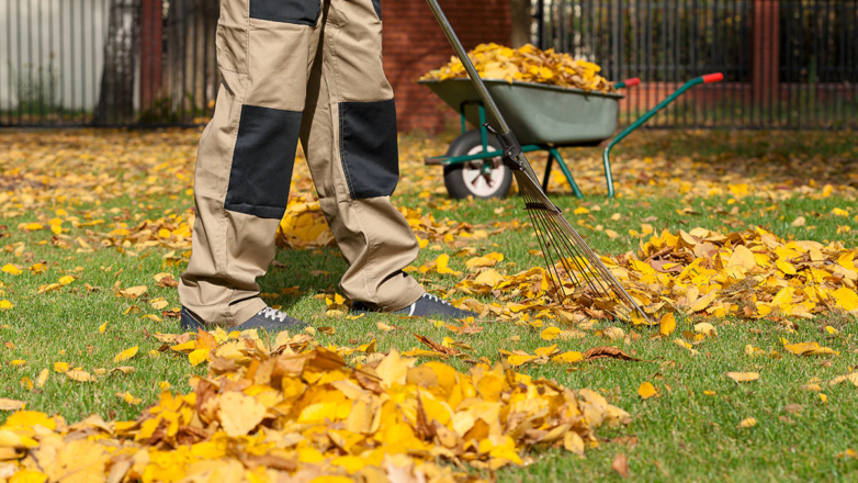 Успеть до холодов: подготовка растений к зиме по советам опытных садоводов