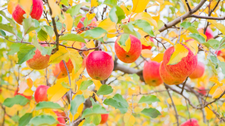 Уход за яблонями осенью: как обрезать, чем подкормить и нужно ли мульчировать