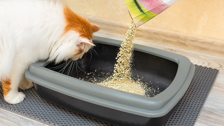 Как выбрать наполнитель для кошачьего туалета: основные виды и советы ветеринара