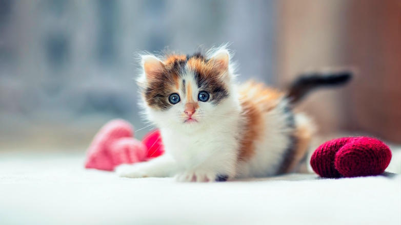 Первые дни котенка в новом доме: пошаговое руководство к успешной адаптации малыша