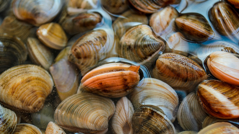 Российские ученые научили ИИ оперативно вычислять загрязнения рек по поведению моллюсков